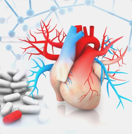 O-GlcNAcylation et fonction cardiaque