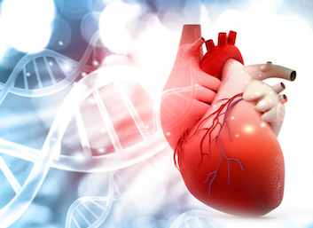 Mini Symposium How genetics can identify genes/pathways implied in cardiac diseases